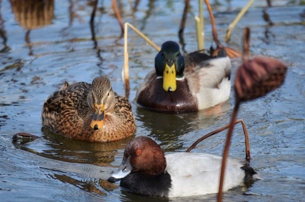 株式会社noblesse Oblige 野鳥 マガモなど 入荷