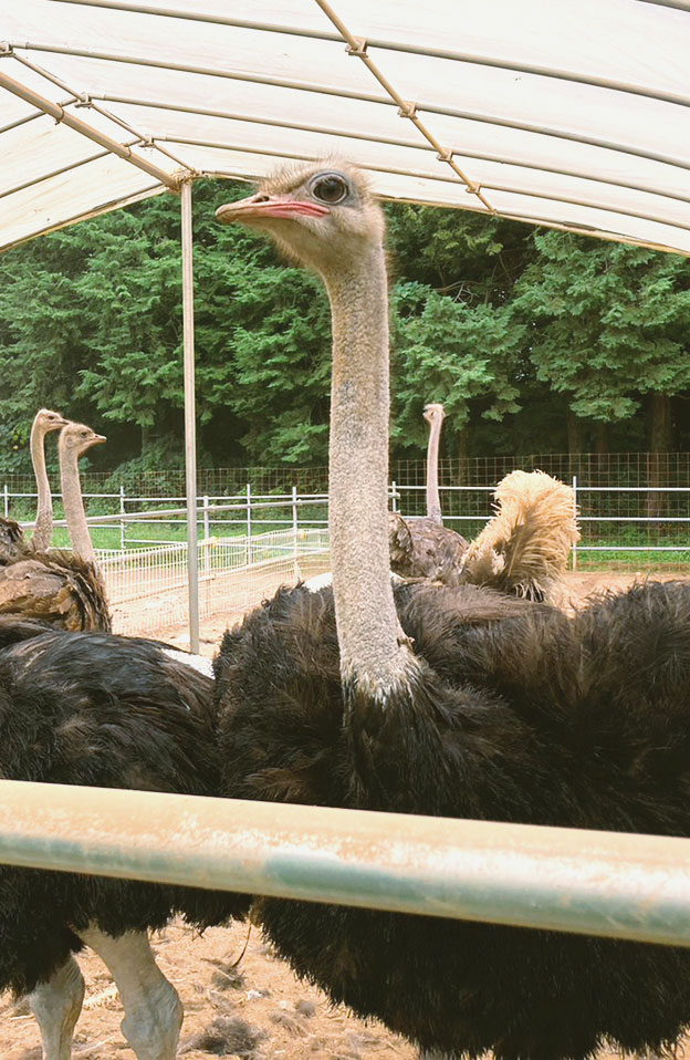 ダチョウ飼育
