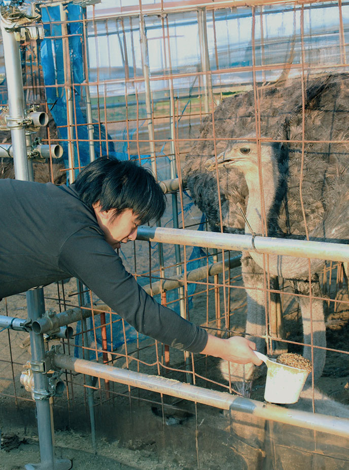 ダチョウ飼育