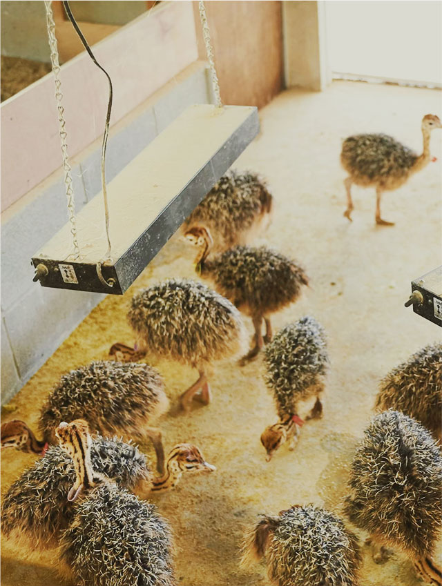 ダチョウ
