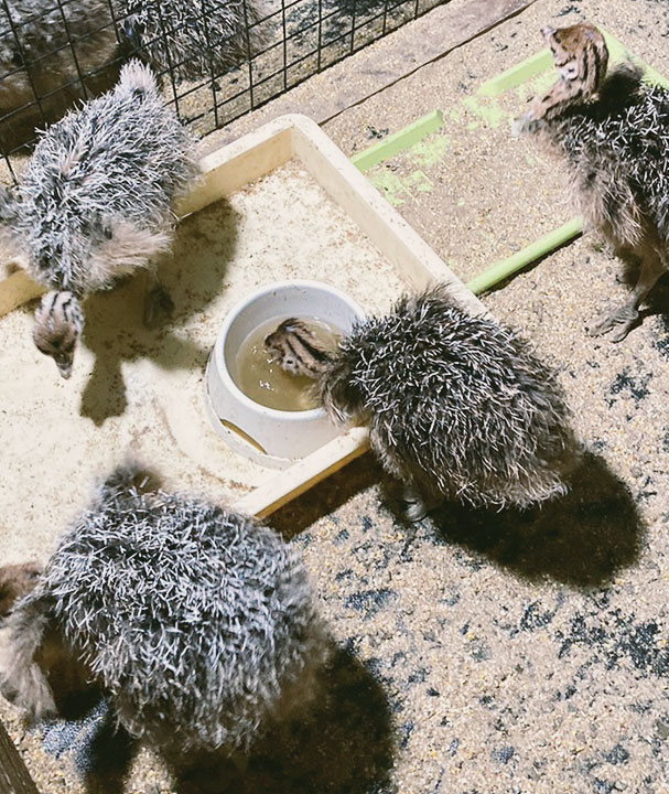 ダチョウ